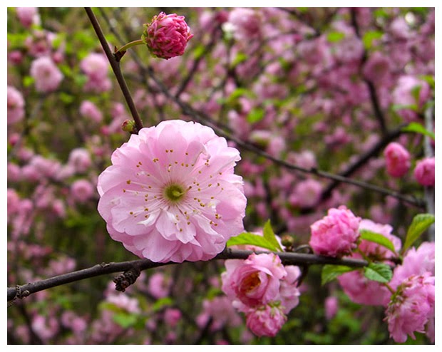 More Friends And A Blog Double Flowering Almond