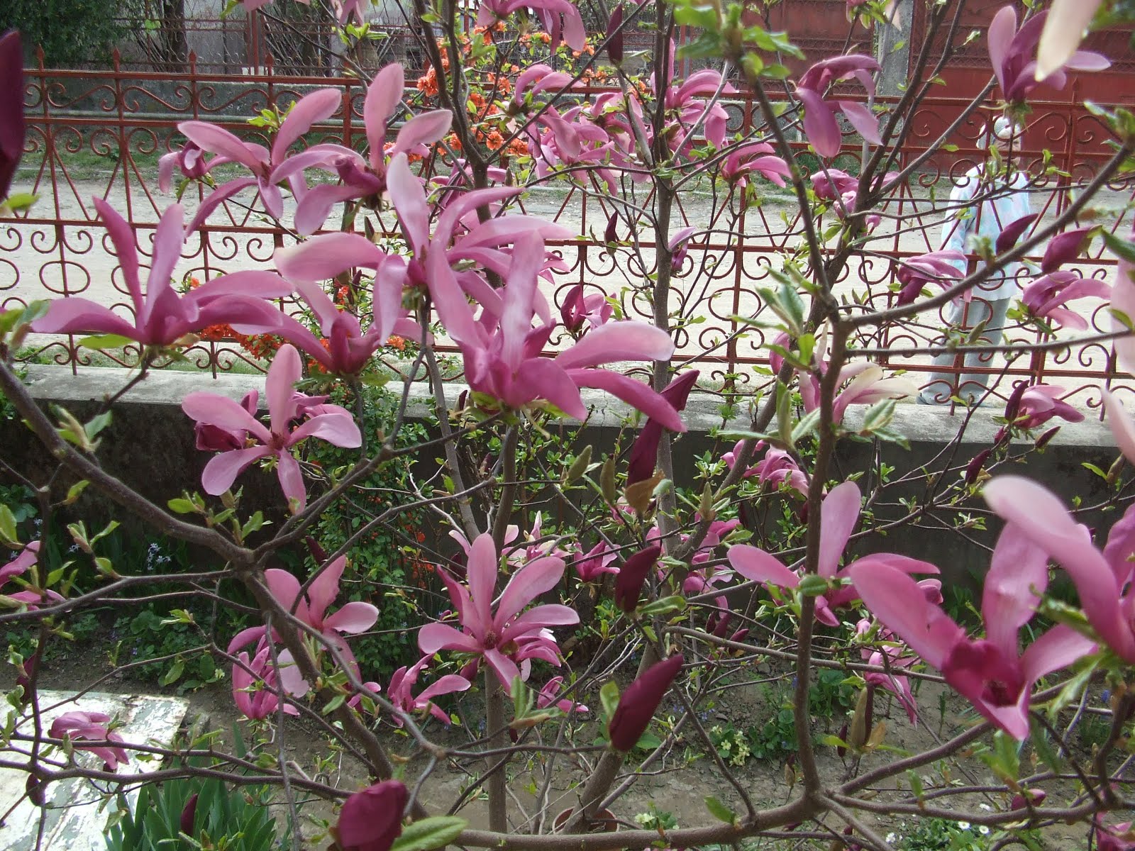 Magnolia stelata