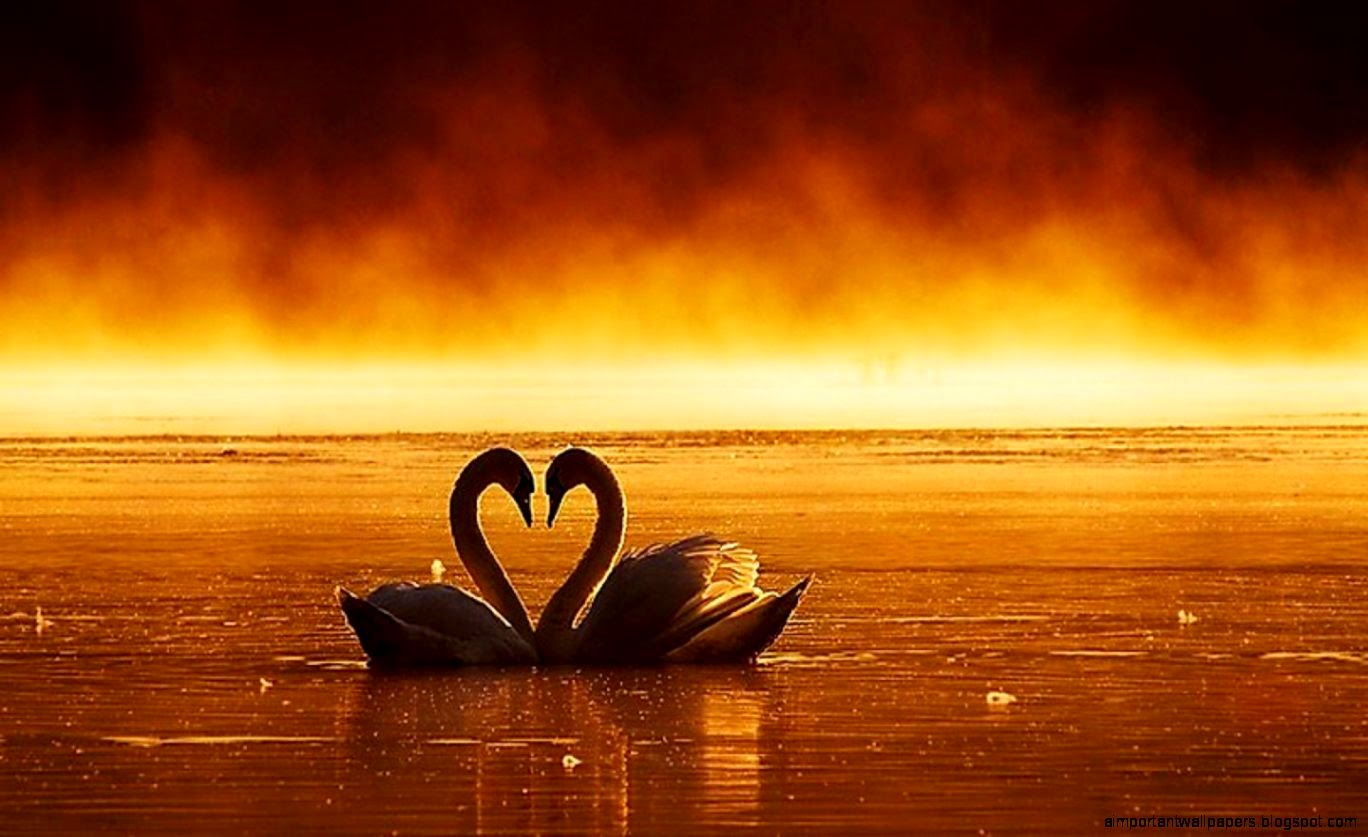 Loving Swans Couple Alone HD Wallpaper  Best Love HD Wallpapers Loving Swans Couple Alone HD Wallpaper  Best Love HD Wallpapers