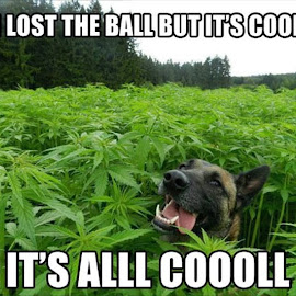 dog-cannabis.jpg