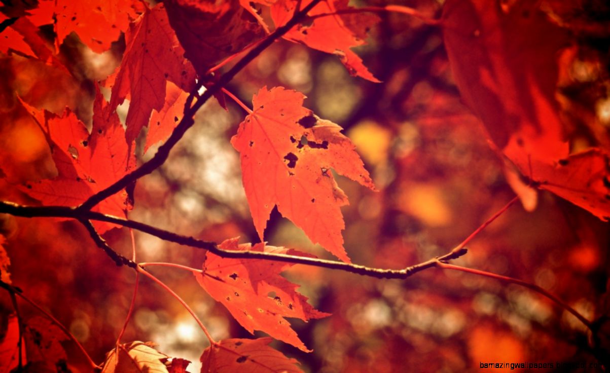 tumblrstaticmeowmeowleaves tumblrstaticmeowmeowleaves