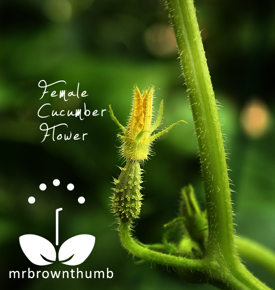 Pollinating Cucumber Flowers MrBrownThumb