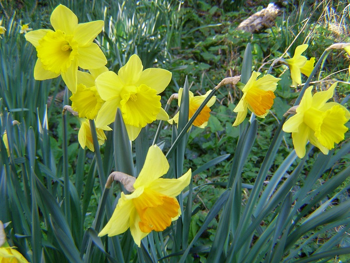The Constant Gardener March flowers