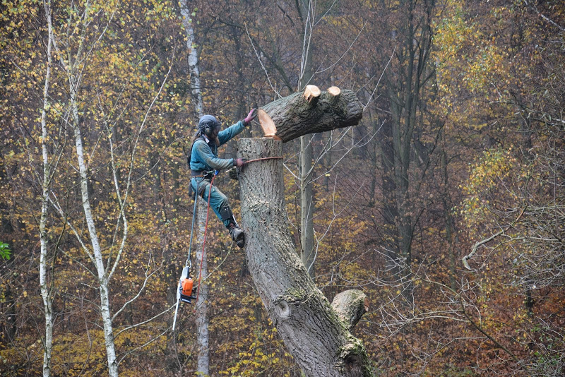 Martin Kytka - Rizikové Kácení Stromů