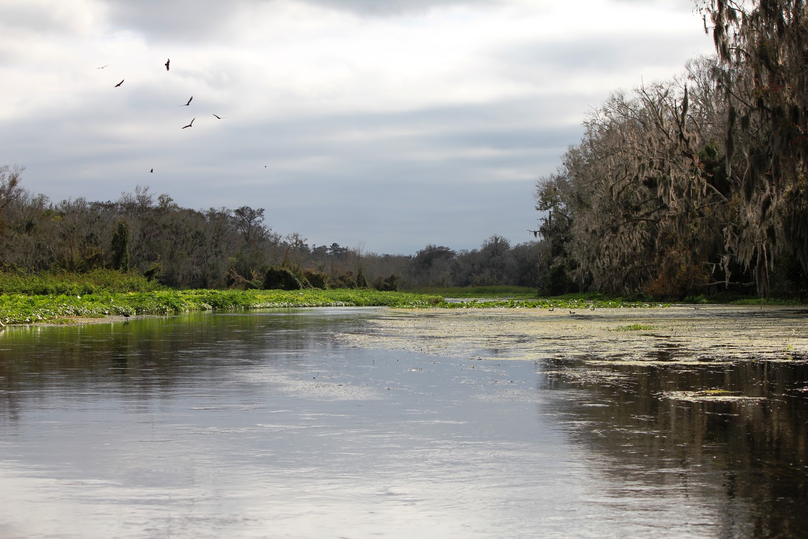 Views From Our Kayak Wekiva River