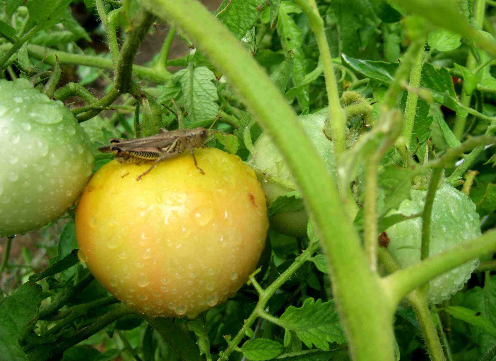 Helping Gardeners Grow Eating Bugs
