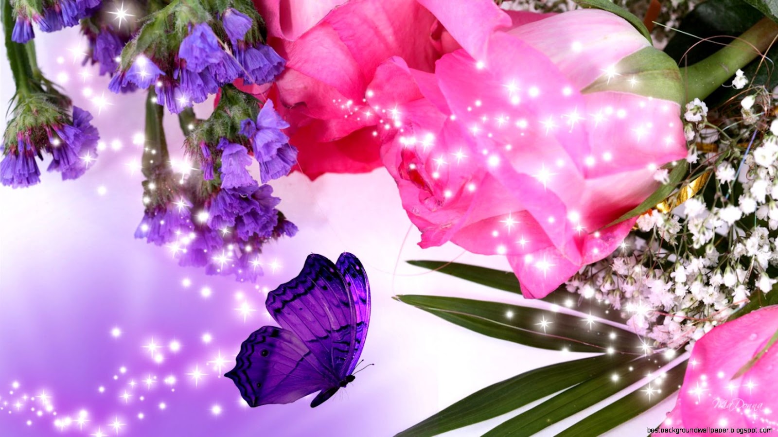 Purple and Pink Roses Flowers Purple and Pink Roses Flowers