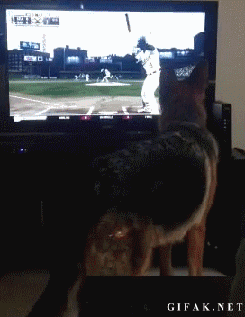 " lustige Bilder und Videos " - Seite 27 Dog+attacks+TV+for+baseball