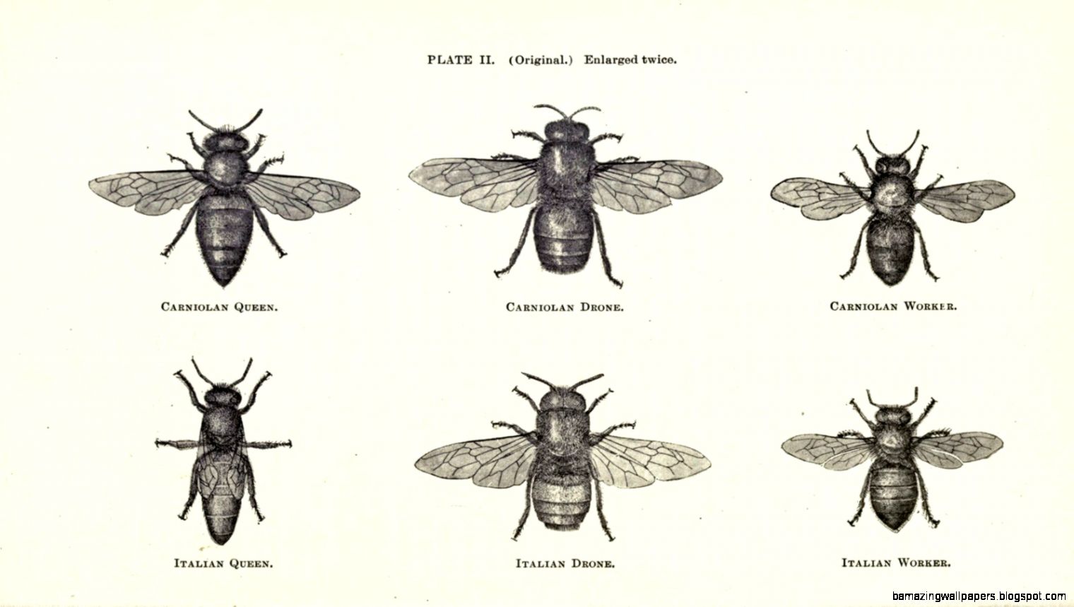 Vintage Nature Illustrations by Susan Strand Ganz on Pinterest Vintage Nature Illustrations by Susan Strand Ganz on Pinterest