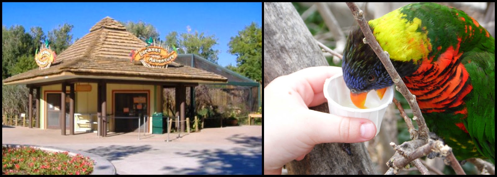 Into Lindsey's Life Denver Zoo (C.I.C.)