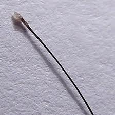 Miya Mia Hair How To Identify Shedding Vs Breakage