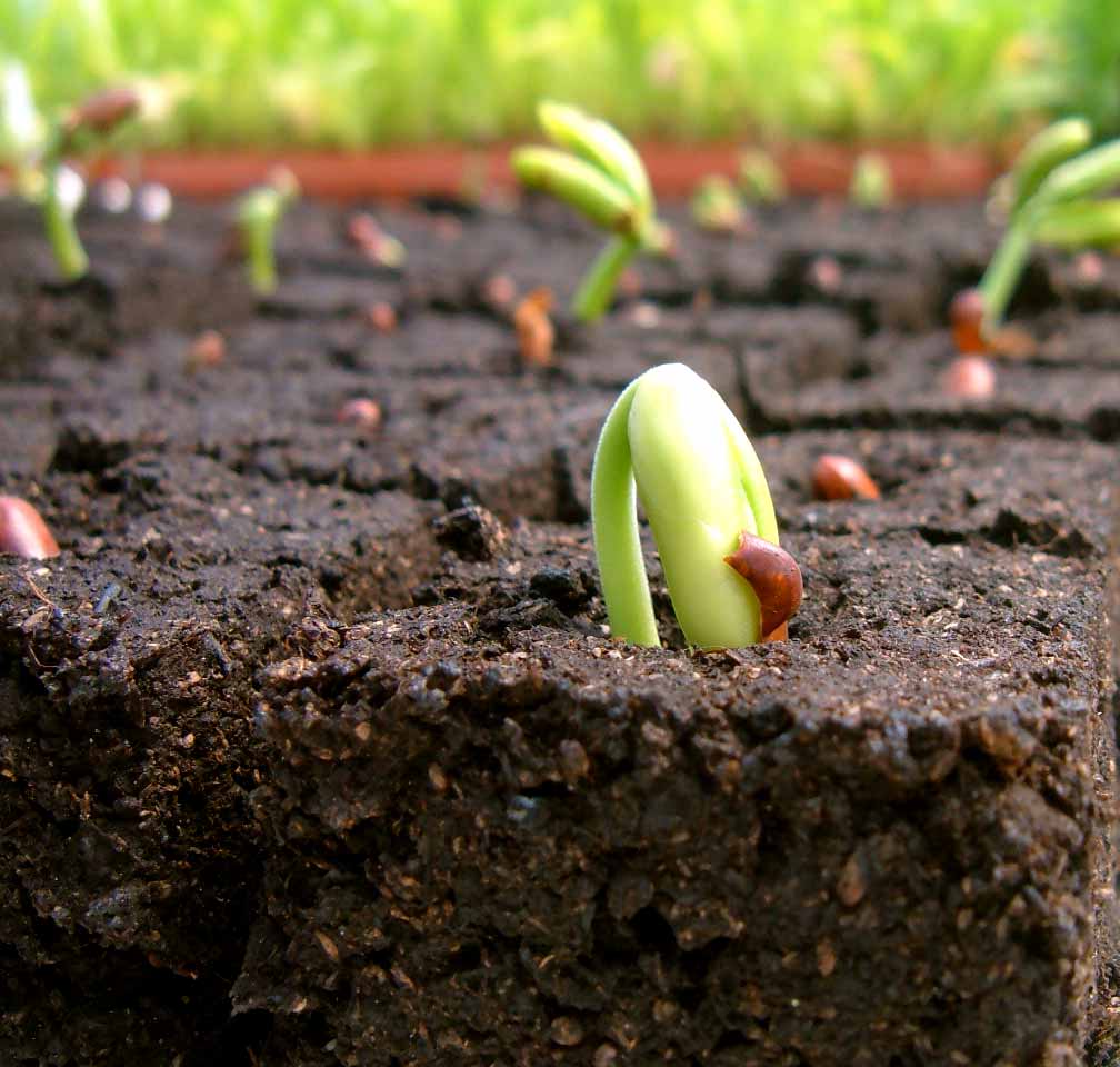 Growing Faith