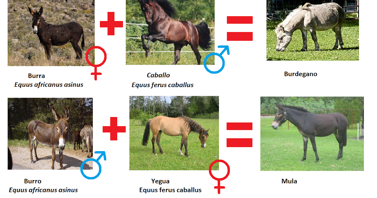 Mi blog de biologia! Si cruzamos caballos y asnos, ¿salen siempre mulas?