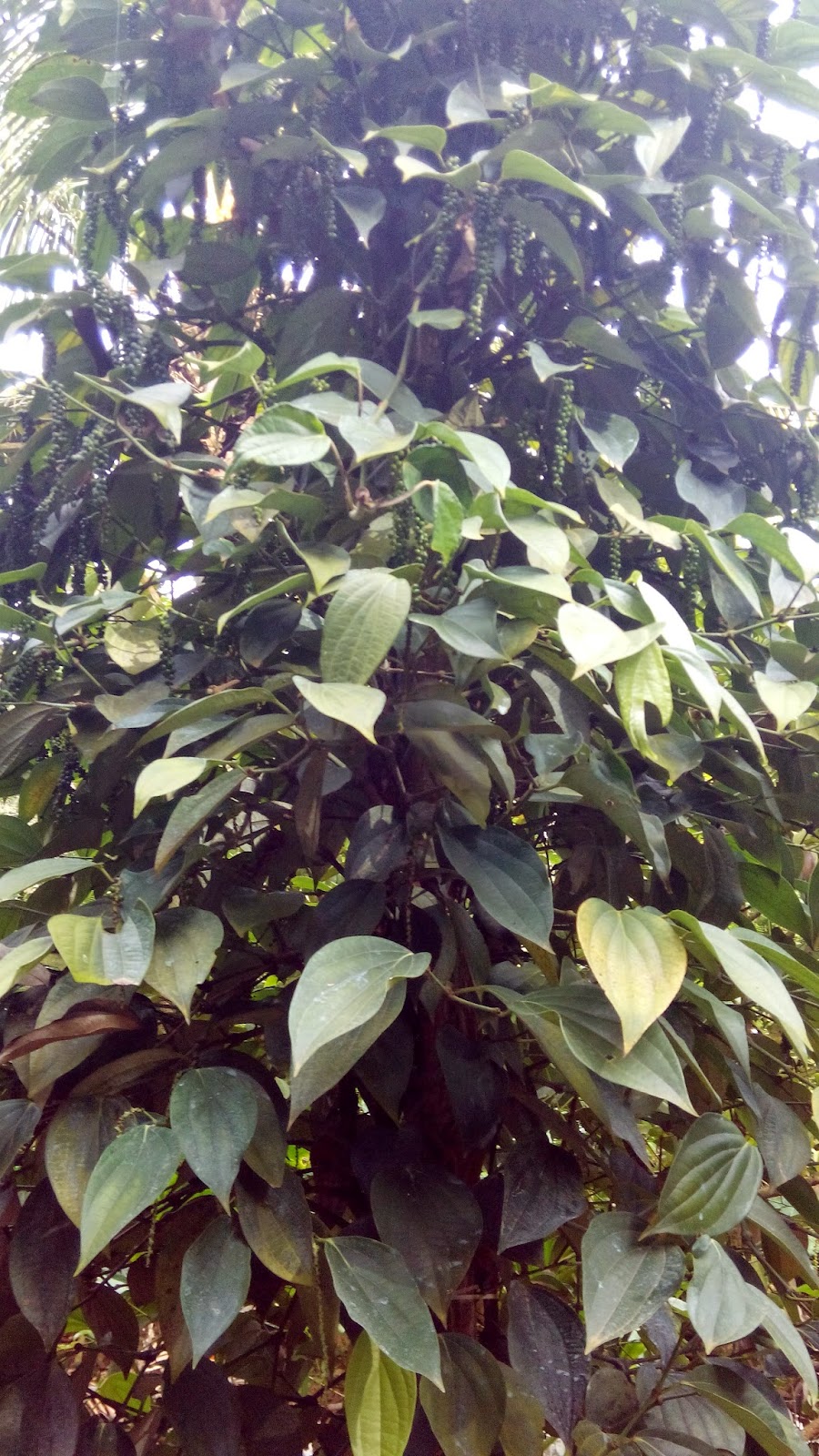 Garden Care Simplified Munnar Spices Garden Kerala Herbs and Spices