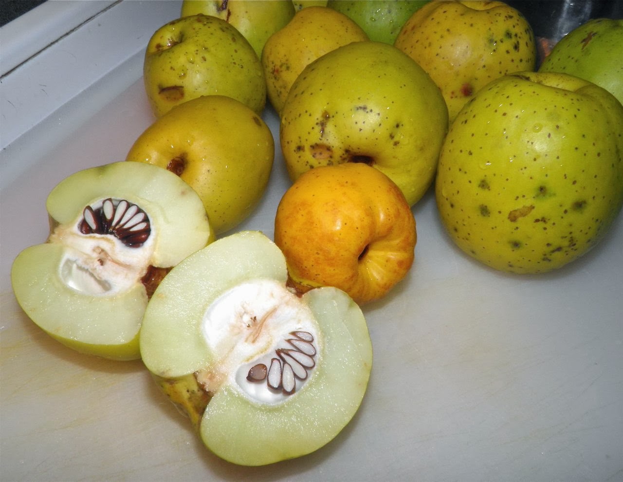 Balkan Ecology Project The Quincessential Guide To Japanese