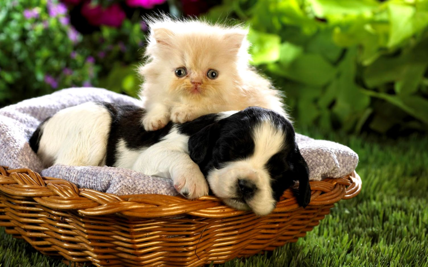 Funny Cat & Dog Friendships Pets Cute and Docile cute dog and cat