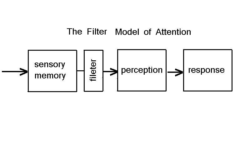 MIND Attention and Executive Attention