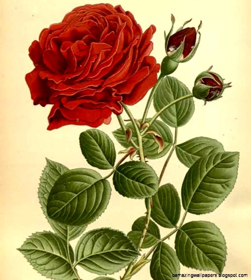 Types 12 roses drawings Types 12 roses drawings