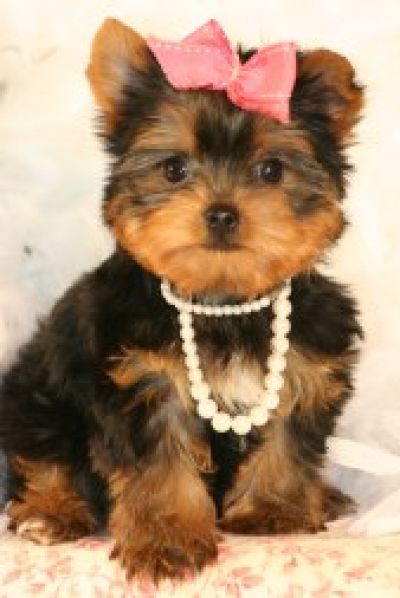 baby yorkies adoption cats and dogs adorable yorkie puppy baby yorkies adoption cats and dogs adorable yorkie puppy