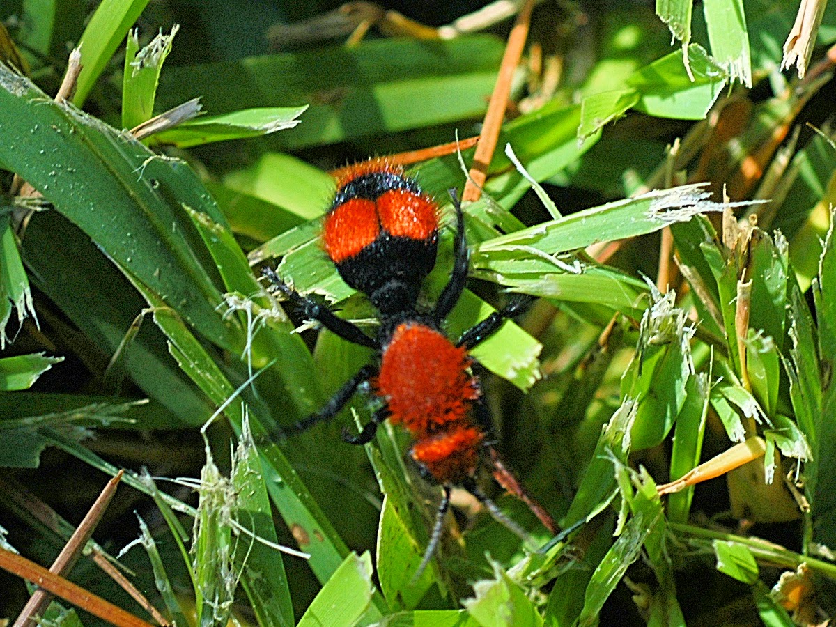 One species a day: Eastern velvet ant
