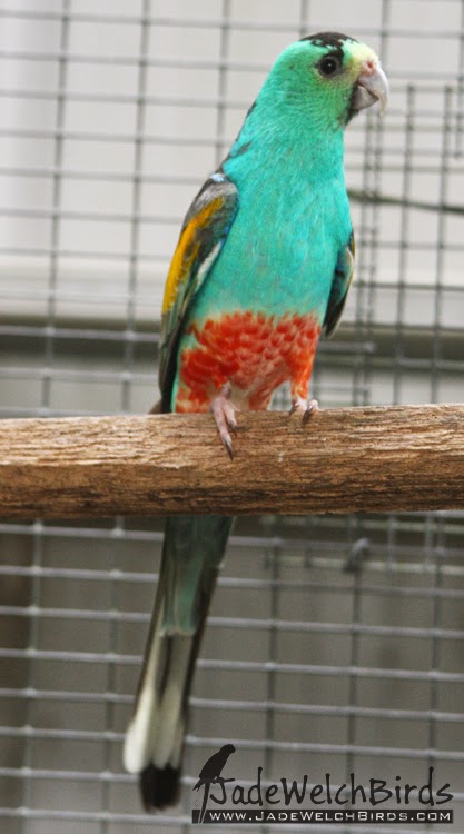 golden shouldered parrot jadewelchbirds jade welch birds