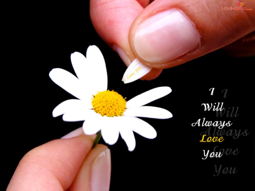 I Will Always Love You Quotes I Will Always Love You Quotes