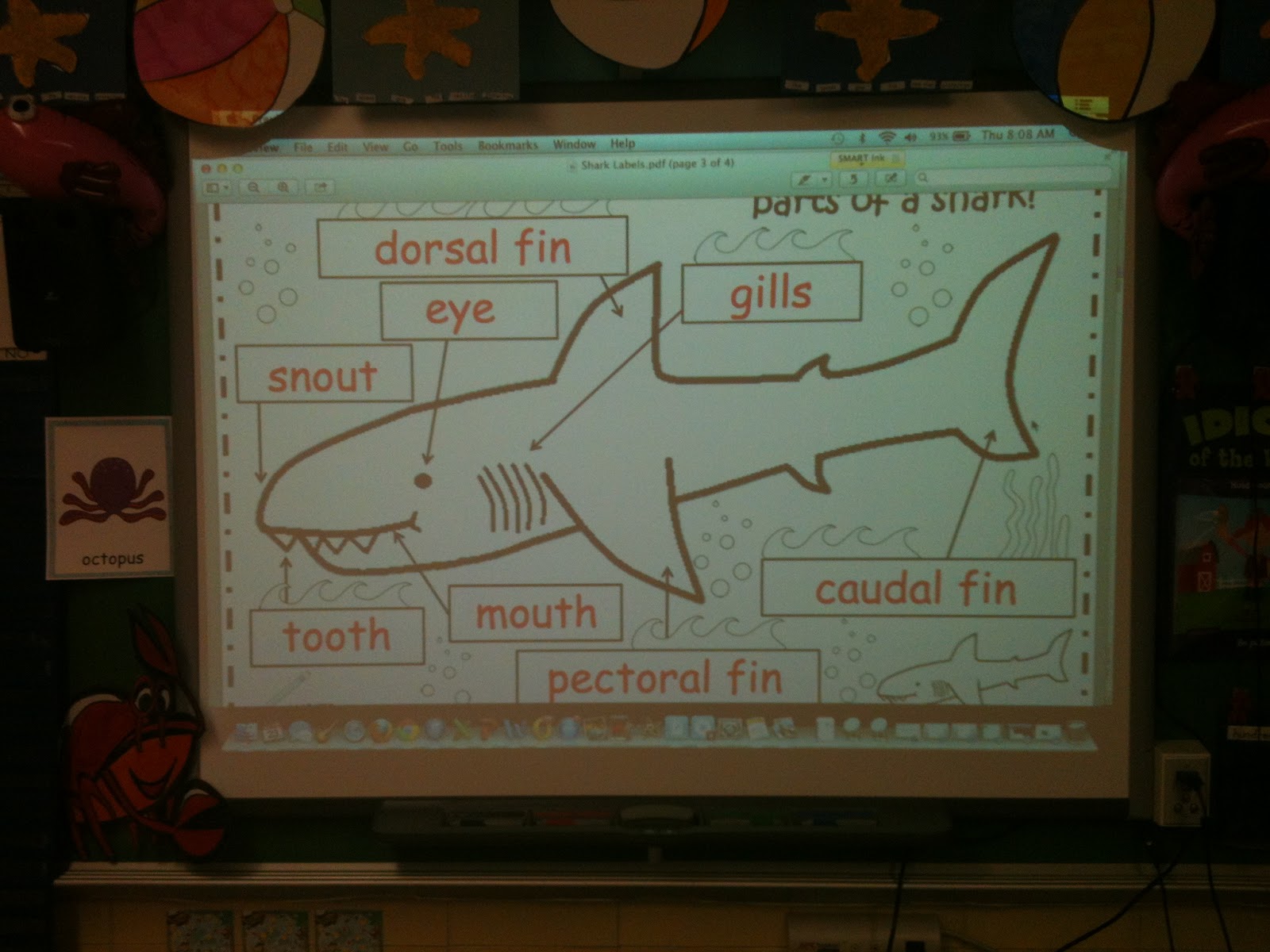 Whats in the Ocean Activities for Kids Part 2 | The Barefoot Teacher