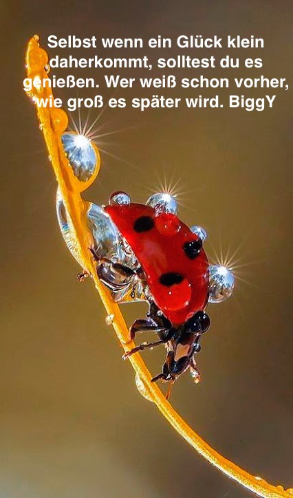Knallvergnügt Leben (D)ein kleines Glück, wird manchmal groß