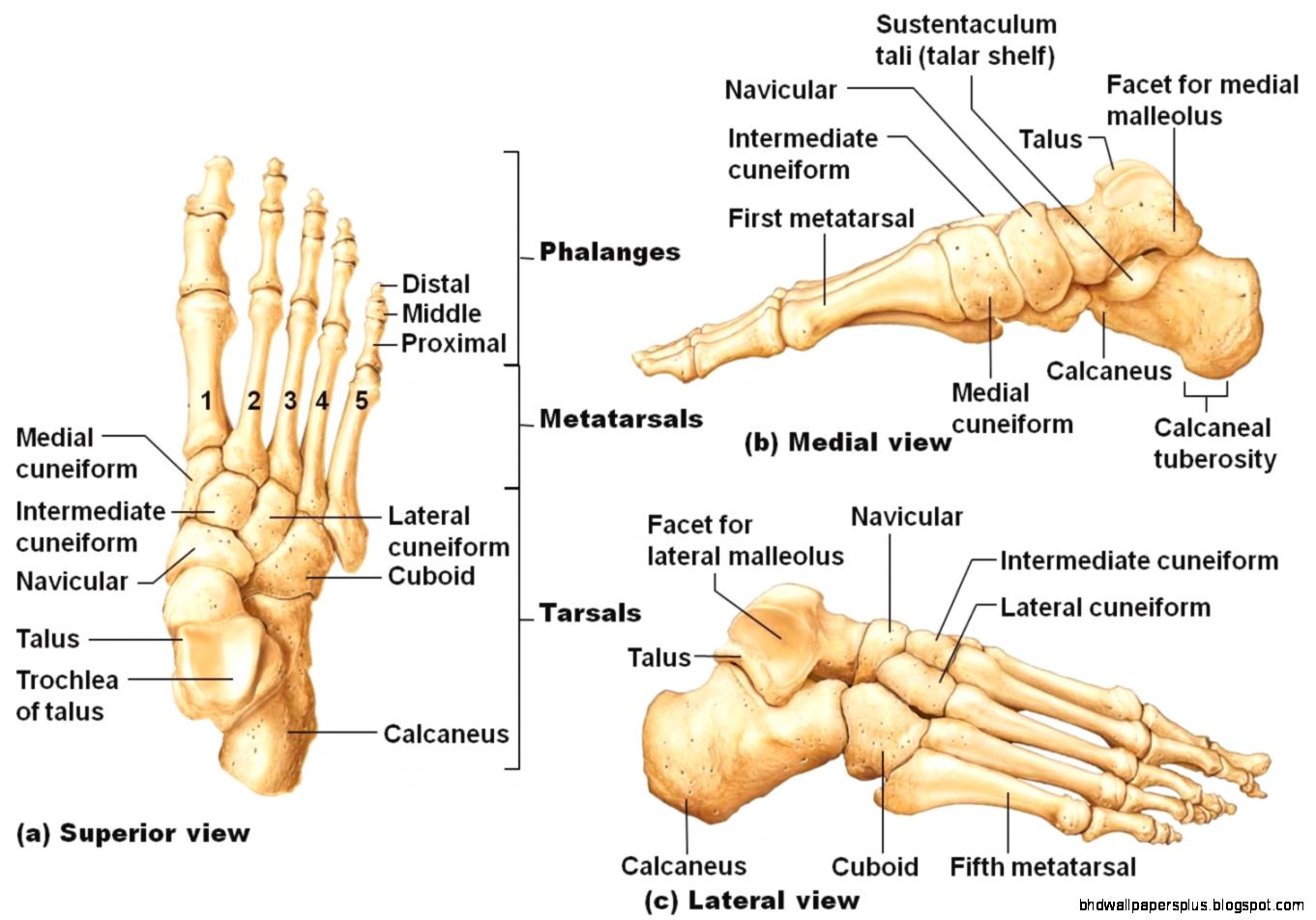 Foot Bones Anatomy Free Wallpapers HD Foot Bones Anatomy Free Wallpapers HD