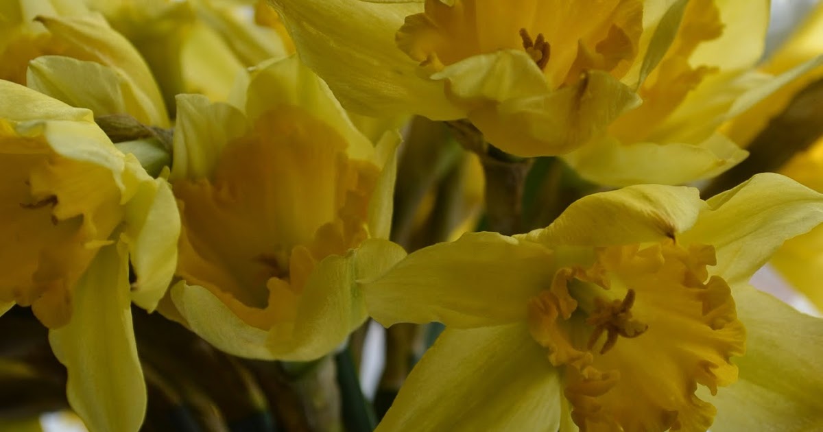 Charming the Birds from the Trees Copywork Emily Dickinson...