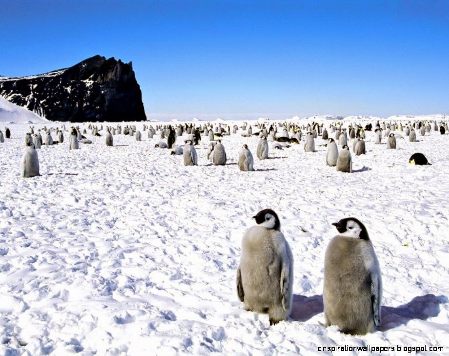 Images For gt Baby Penguin In Snow Images For gt Baby Penguin In Snow