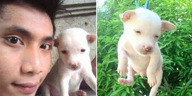 Menggantung anak anjing di jemuran Menggantung anak anjing di jemuran