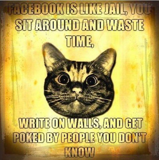 words of wisdom funny. Words of wisdom from the cat