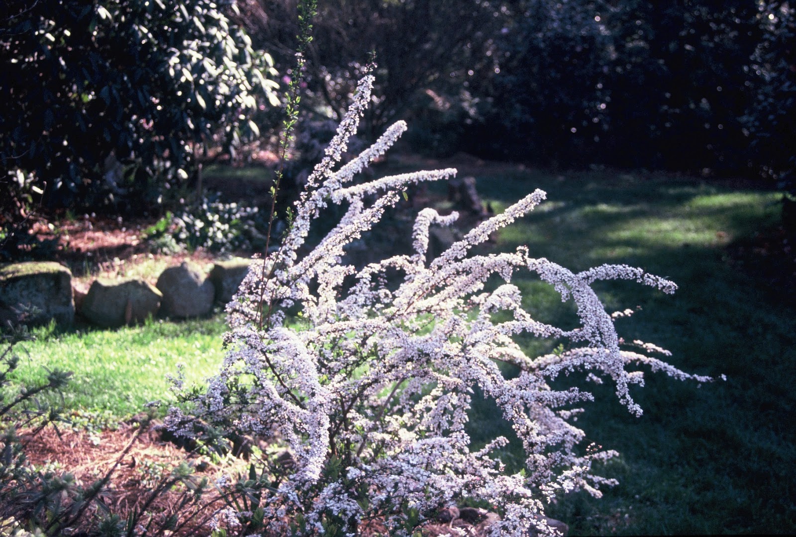 Beechwood Landscape Architecture And Construction Chinese Fringe