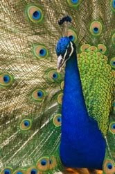 Peacock pictures