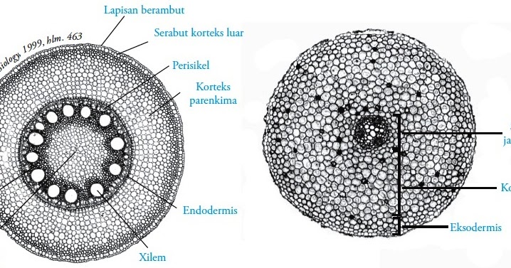 IPA9,KURTILAS xylem dan floem 2