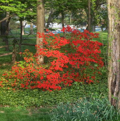 Kurume Azalea Turning Japanese Steemit