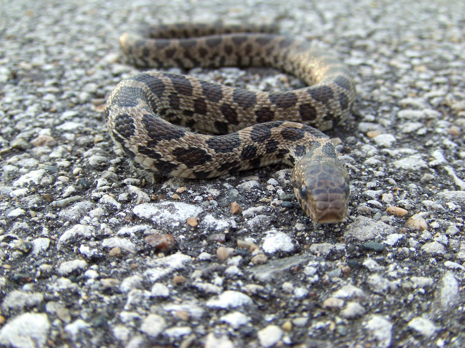 Iowa Reptiles Fox Snake!