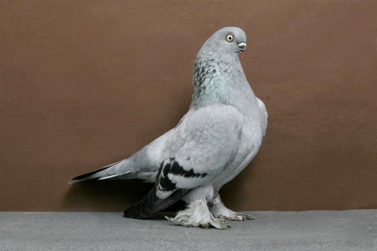 Racing Pigeon Wallpaper Hd