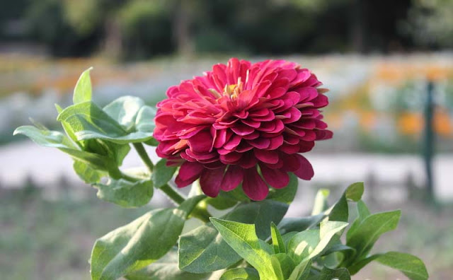 Zinnia Flowers