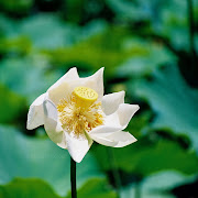 Fleur de lotus, jardin de Pamplemousses, ile Maurice. (fleur flower nature blanc white tale square format flou bokeh fleur de lotus rcarr br)
