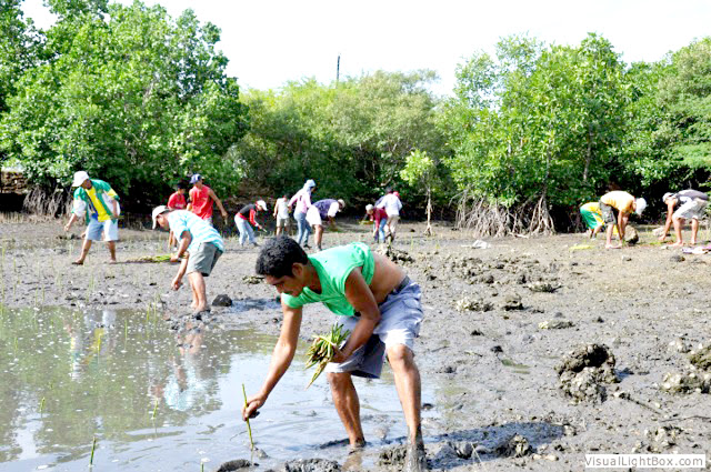 How to protect mangroves image