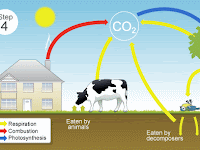 Simple Carbon Cycle Diagram Simple Carbon Cycle Diagram