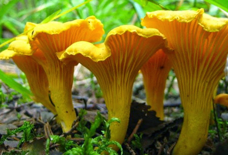 Chanterelle Mushroom yellow wild mushroom beautiful photography wallpaper (1) Chanterelle Mushroom yellow wild mushroom beautiful photography wallpaper (1)