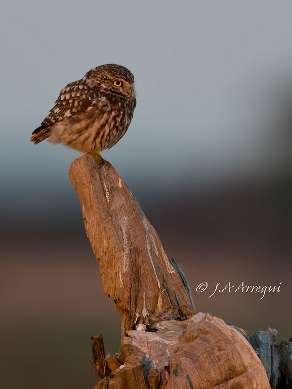 Mochuelo, Athene noctua, Little Owl Mochuelo, Athene noctua, Little Owl