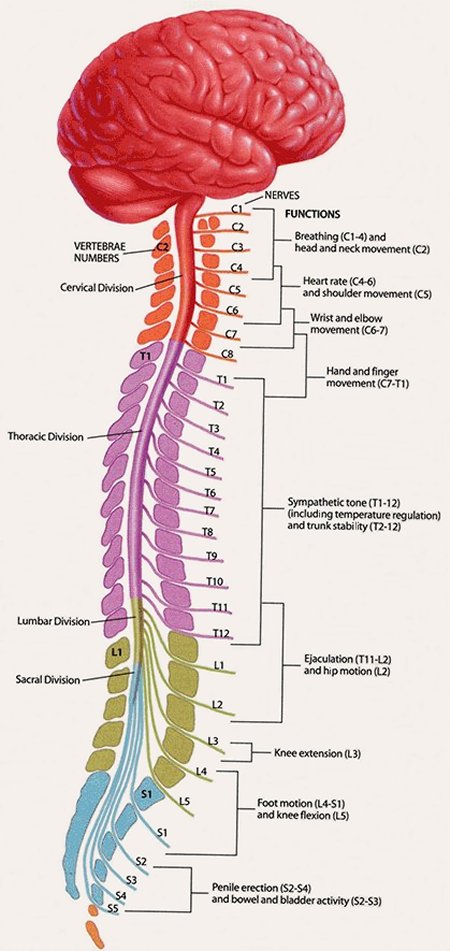 Human Anatomy and Physiology: Chapter 11: Central and Peripheral