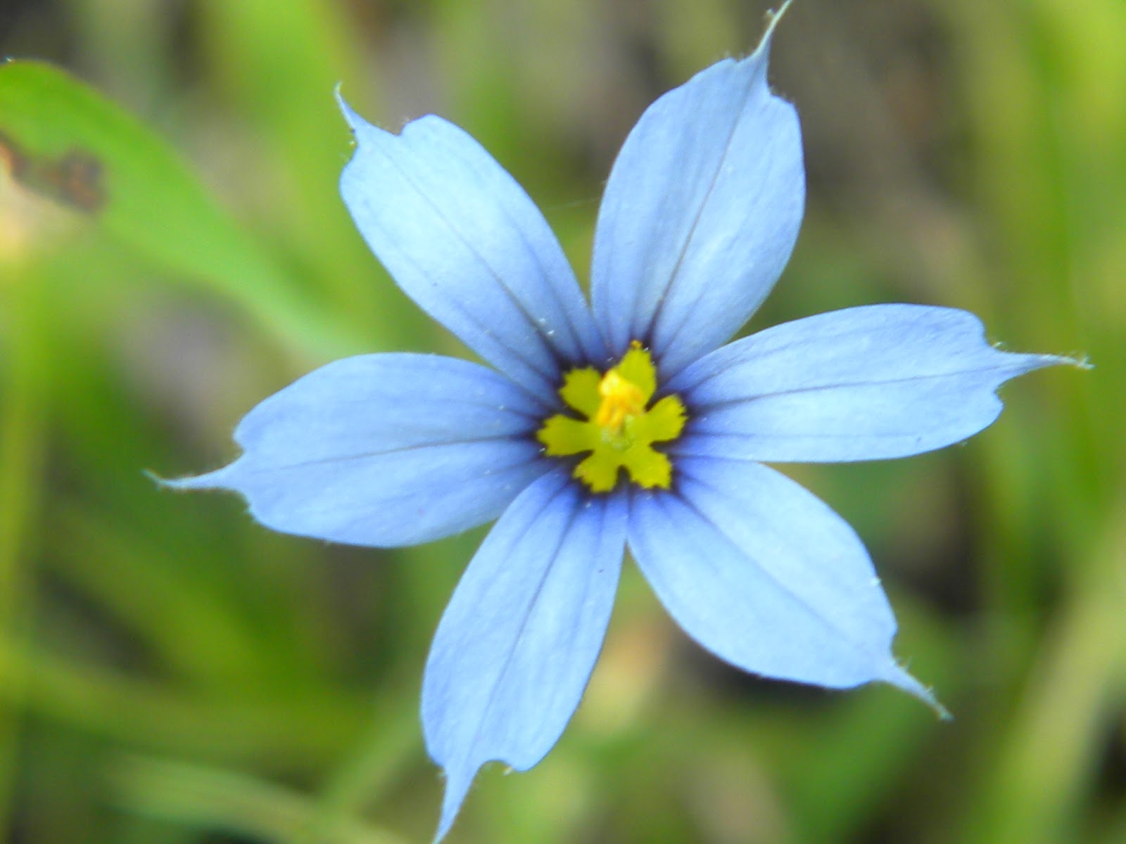 South Jersey Native Plants First Annual Open House Fall Native Plant Sale
