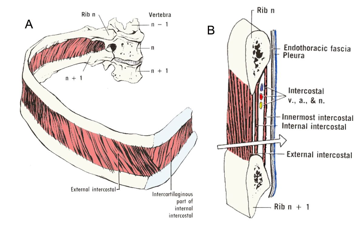 function of intercostal muscles gcse