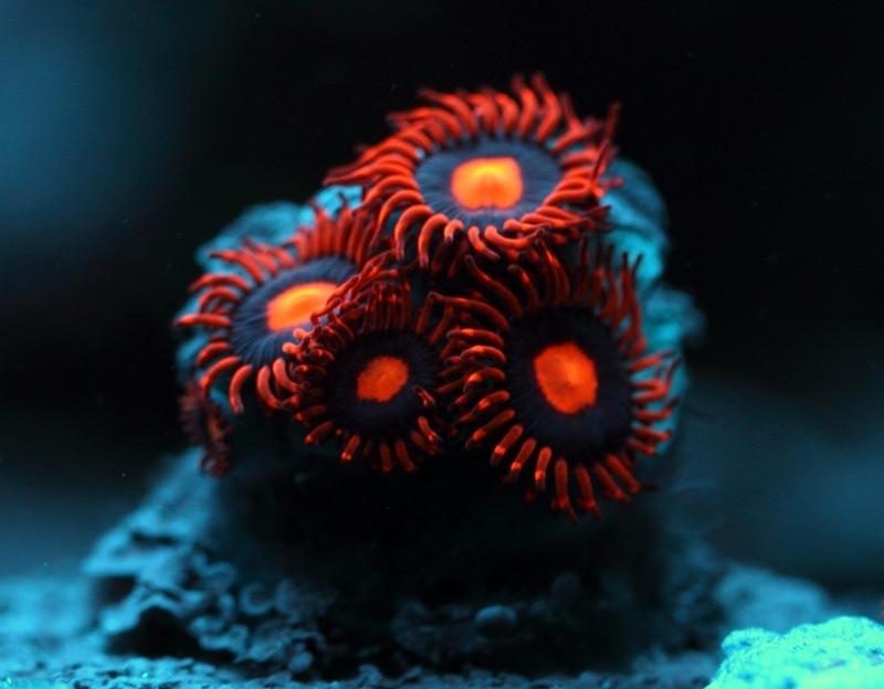 Zoanthus Mania Clementine Zoas