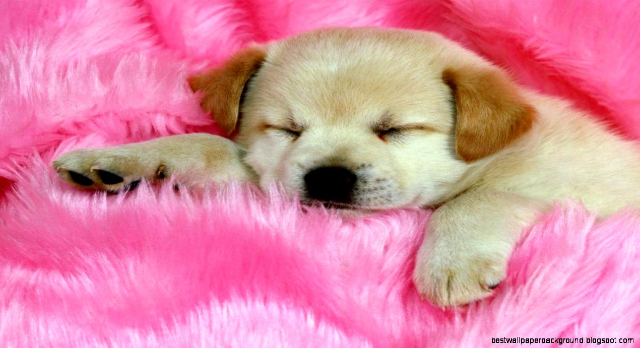 Cute Pink Dog Desktop Cute Pink Dog Desktop